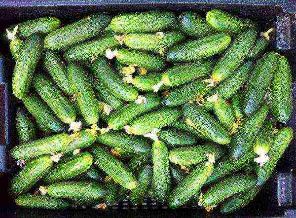 the best varieties of bush cucumbers