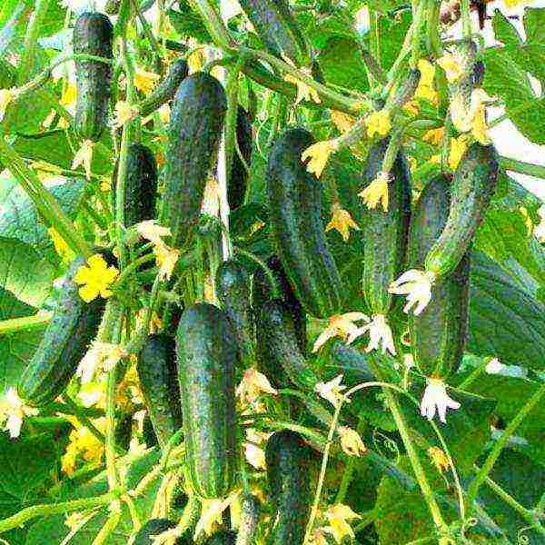 ang pinakamahusay na mga pagkakaiba-iba ng mga cucumber ng bush