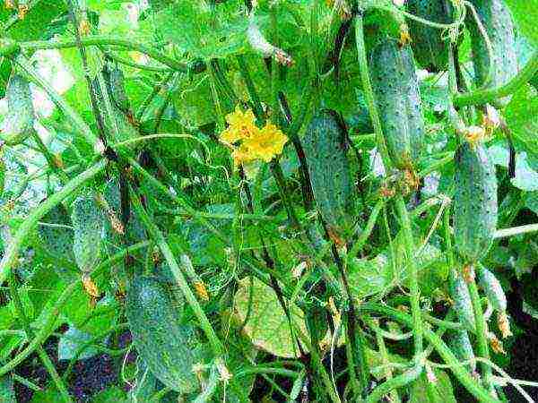 ang pinakamahusay na mga pagkakaiba-iba ng mga cucumber ng bush