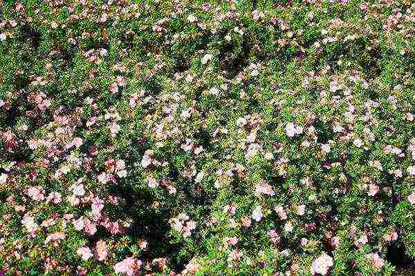 the best varieties of Potentilla shrub