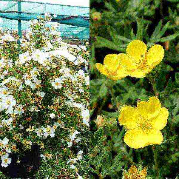 the best varieties of Potentilla shrub