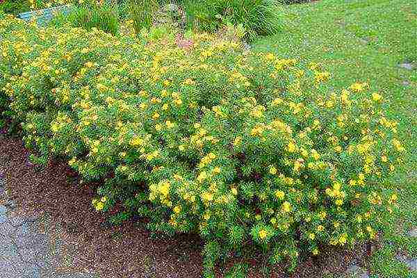 the best varieties of Potentilla shrub