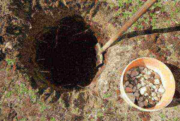 พันธุ์ไม้พุ่ม Potentilla ที่ดีที่สุด