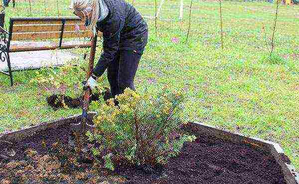 the best varieties of Potentilla shrub