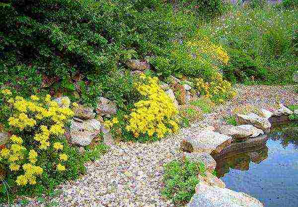 the best varieties of Potentilla shrub