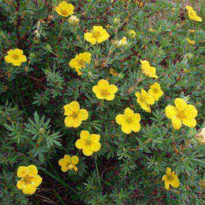 ang pinakamahusay na mga pagkakaiba-iba ng Potentilla shrub