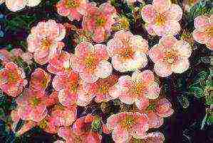 the best varieties of Potentilla shrub