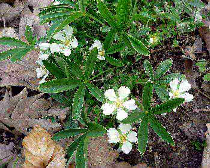 ang pinakamahusay na mga pagkakaiba-iba ng Potentilla shrub