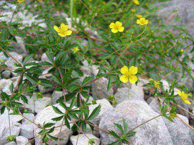 ang pinakamahusay na mga pagkakaiba-iba ng Potentilla shrub