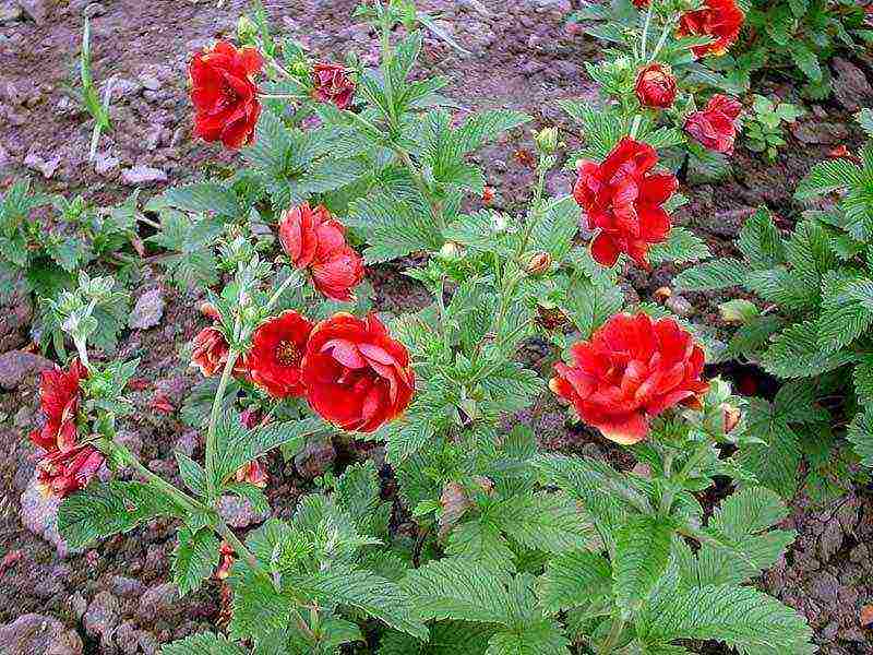 the best varieties of Potentilla shrub