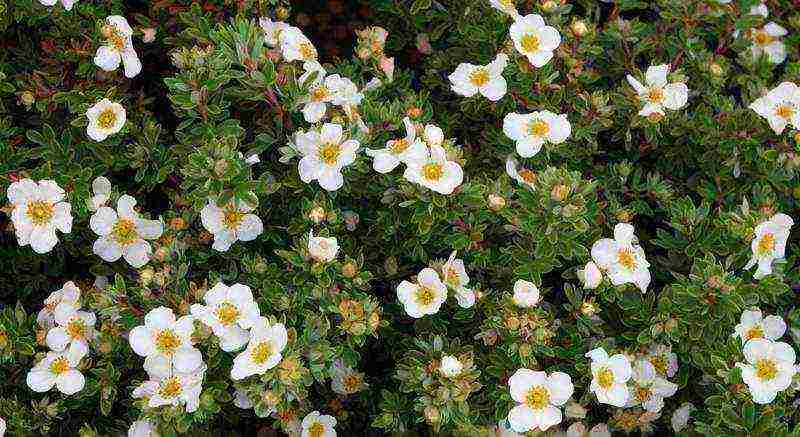 ang pinakamahusay na mga pagkakaiba-iba ng Potentilla shrub