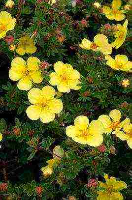 the best varieties of Potentilla shrub