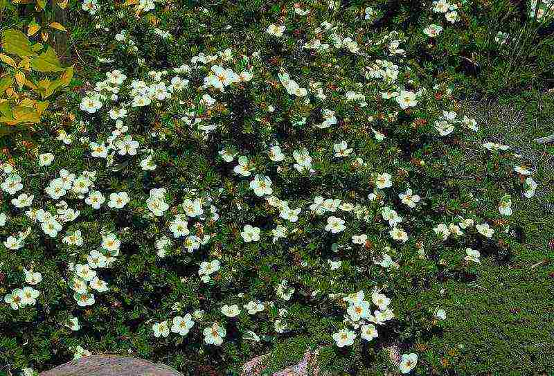 the best varieties of Potentilla shrub