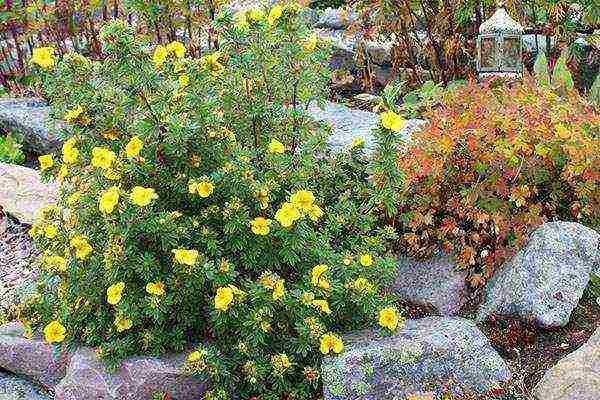 the best varieties of Potentilla shrub