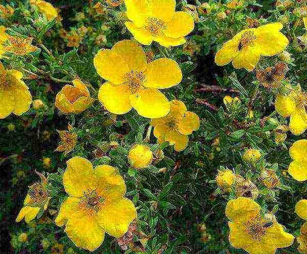 the best varieties of Potentilla shrub