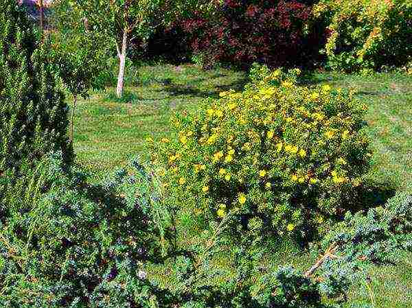 the best varieties of Potentilla shrub