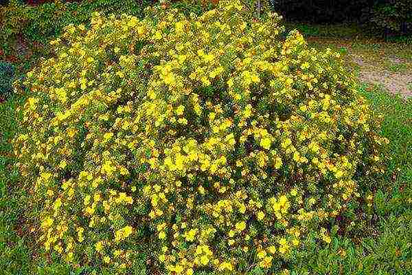 the best varieties of Potentilla shrub