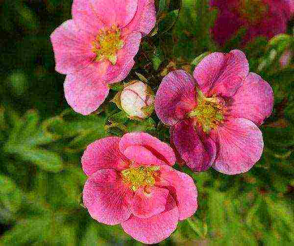 the best varieties of Potentilla shrub