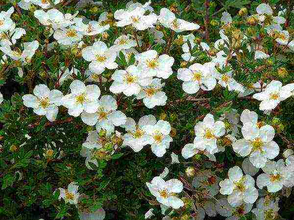 ang pinakamahusay na mga pagkakaiba-iba ng Potentilla shrub