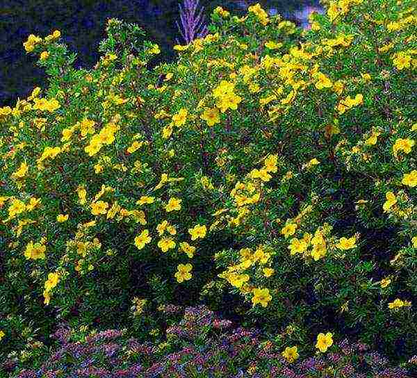 ang pinakamahusay na mga pagkakaiba-iba ng Potentilla shrub