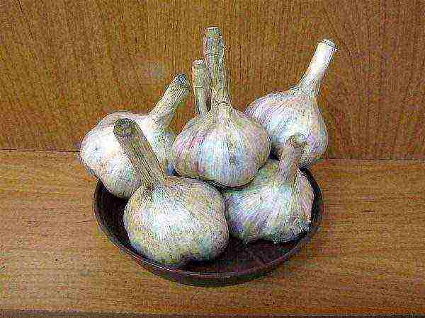 the best varieties of summer garlic