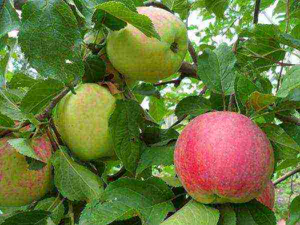 the best varieties of summer apple trees