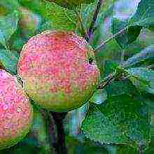 the best varieties of summer apple trees