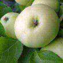 the best varieties of summer apple trees