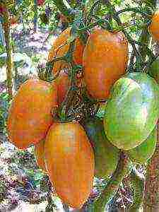 the best varieties of liana tomatoes