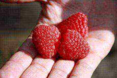 the best varieties of raspberries remontant
