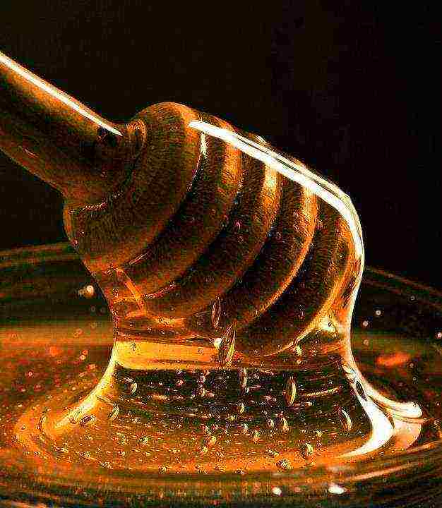 the best varieties of honey in russia