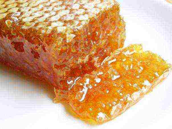 the best varieties of honey in russia