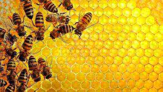 the best varieties of honey in russia