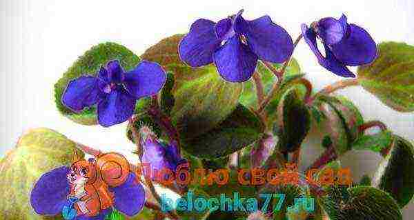 the best varieties of mini violets