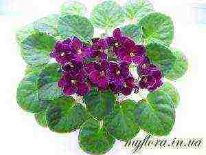 the best varieties of mini violets