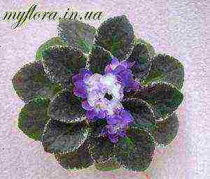 the best varieties of mini violets