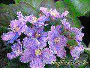 the best varieties of mini violets