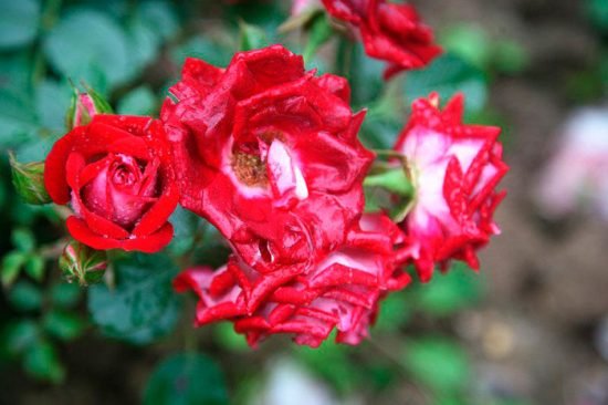 the best varieties of miniature roses