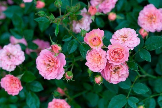 the best varieties of miniature roses