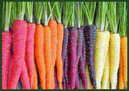 the best varieties of Dutch carrots