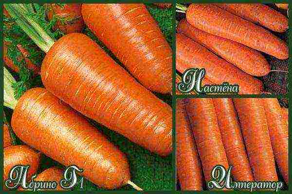 the best varieties of Dutch carrots