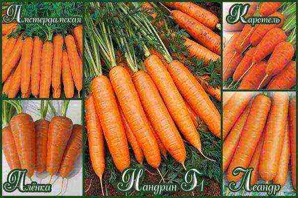 the best varieties of Dutch carrots