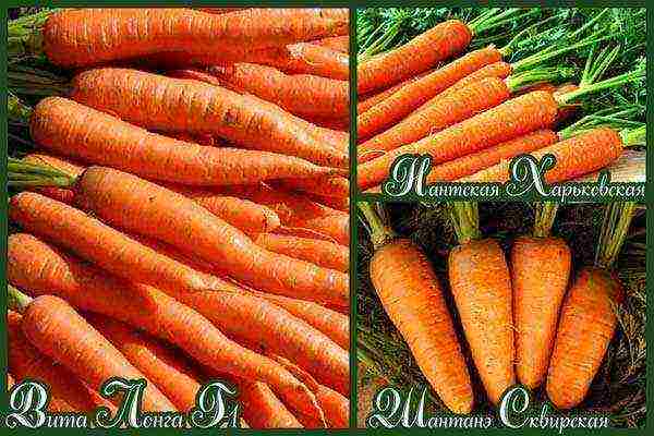 the best varieties of Dutch carrots