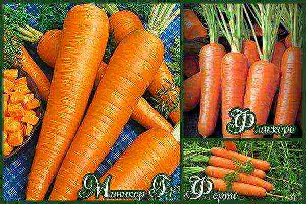 the best varieties of Dutch carrots