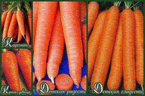 the best varieties of Dutch carrots