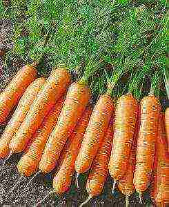 the best varieties of Dutch carrots