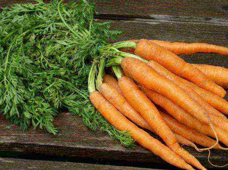 the best varieties of Dutch carrots