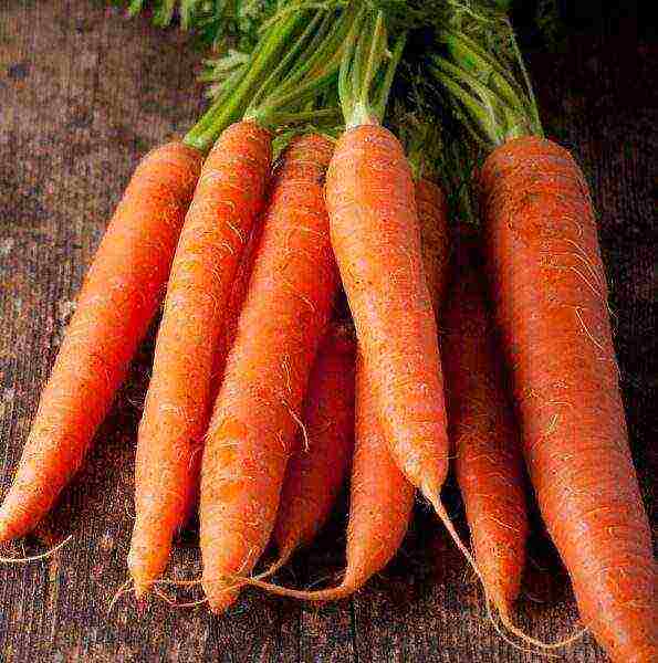 the best varieties of early carrots