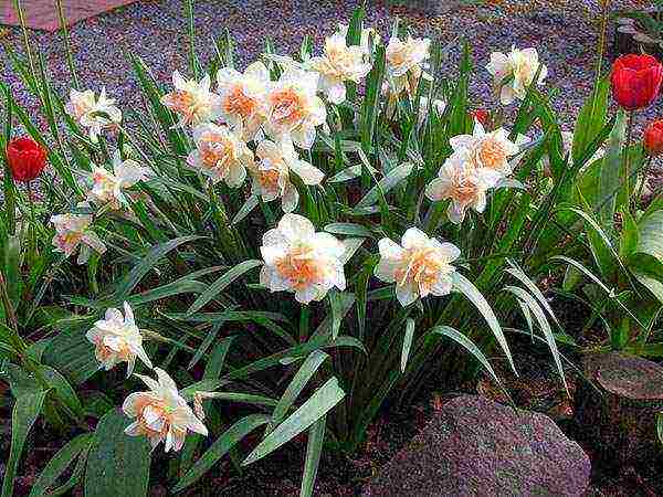 best varieties of daffodils catalog