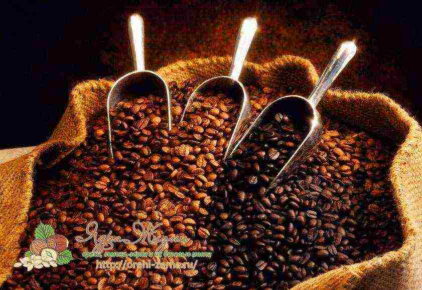 the best varieties of natural coffee